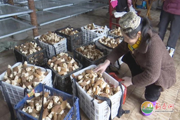 蕲春网缩略图标准111.jpg /uploads/20221031/e8f70545a6438afe0eae7a89e760f388.jpg