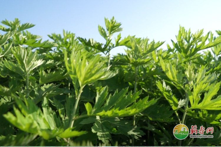 蕲春网缩略图标准231.jpg /uploads/20230104/ea561de005d361f1d53787c68b8fb8bb.jpg