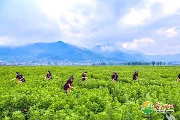 蕲春网缩略图标准291.jpg /uploads/20230110/b318b499c38938dbaf85dc7b85b8d9aa.jpg