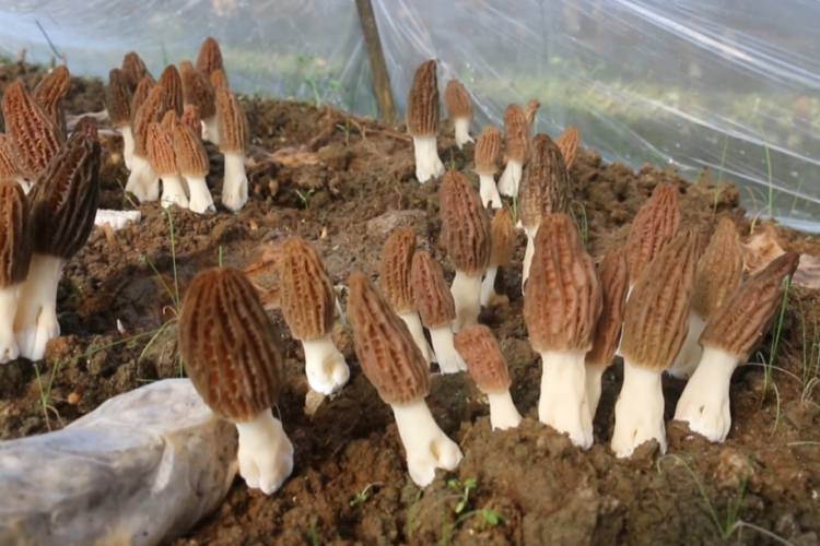 蕲春县葛山村：羊肚菌产业撑起&ldquo;致富伞&rdquo;