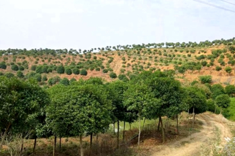 蕲春富冲村：&ldquo;小苗圃&rdquo;激活乡村振兴大动能