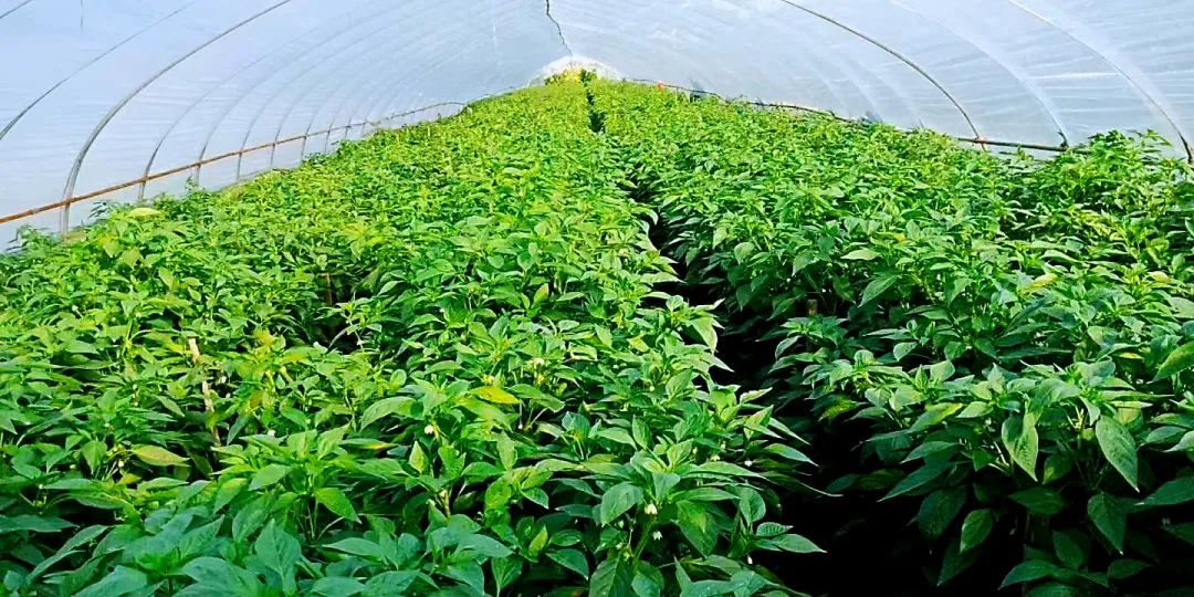 1679623856357.jpg /uploads/20230324/9016849884d67098f1dc7d35fede6e8e.jpg