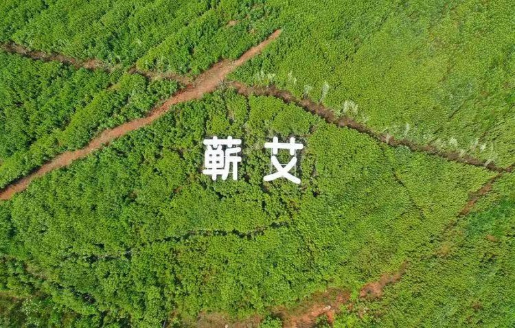 深耕品牌强产业 &mdash;&mdash;蕲艾荣登全国区域品牌（地理标志）前30强观察