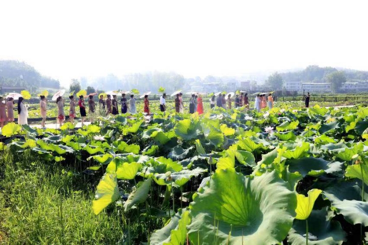 &ldquo;花经济&rdquo;锦上添花 &mdash;&mdash;狮子镇以花为媒撬动全面振兴