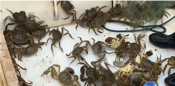 彭思镇向阳湖大闸蟹喜获丰收 抢鲜上市