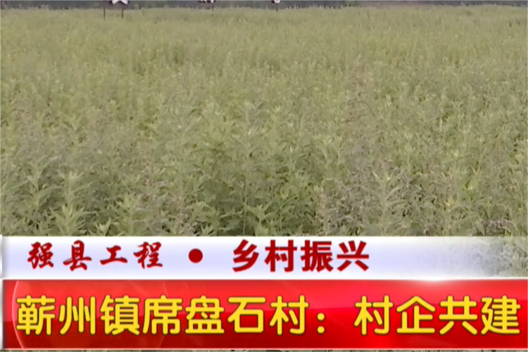 视频｜蕲州镇席盘石村：村企共建 拓宽群众增收新路子