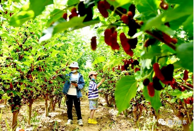 赤东镇徐亮村：生态兴村造就&ldquo;绿富美&rdquo;