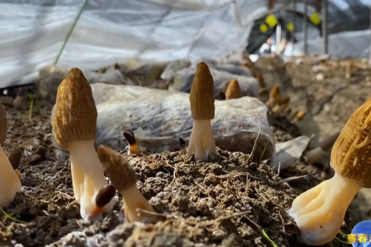 张榜镇：冬种羊肚菌 春收&ldquo;致富伞&rdquo;