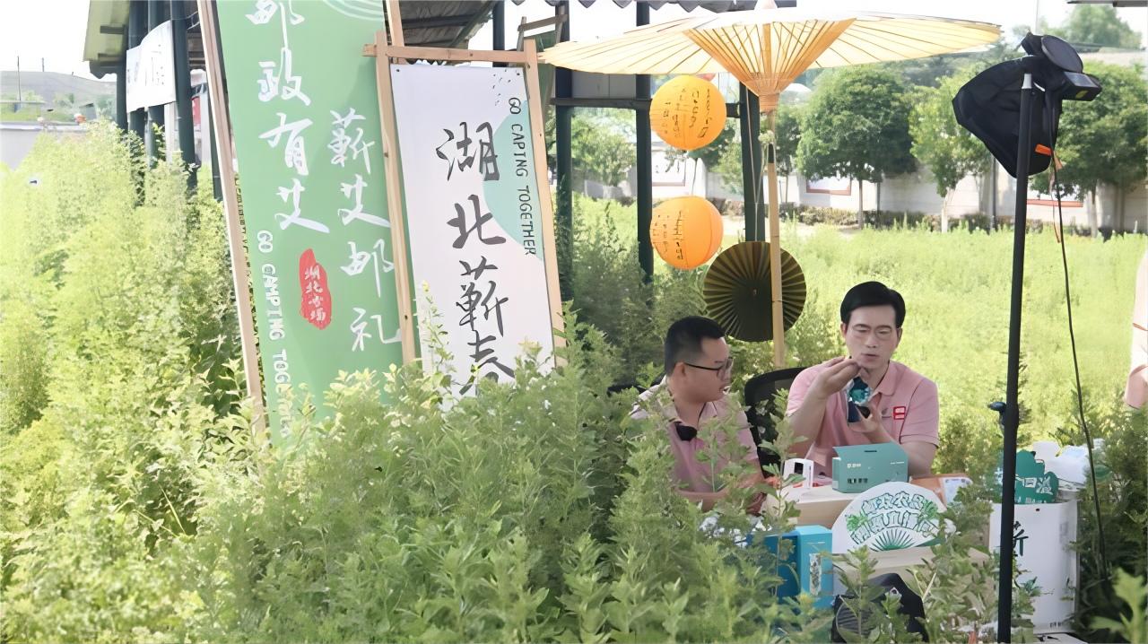 直播间设在郁郁葱葱的艾草田里，蕲春邮政直播助力端午艾香飘万里