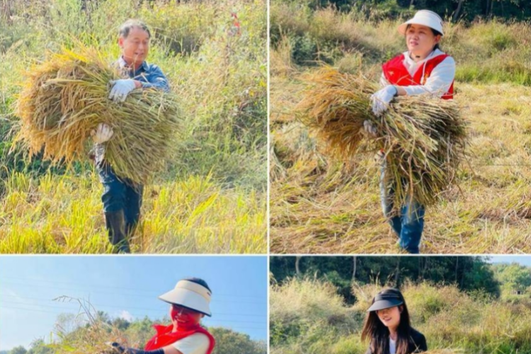 青石镇青石岭村：风吹稻花香 开镰收割忙