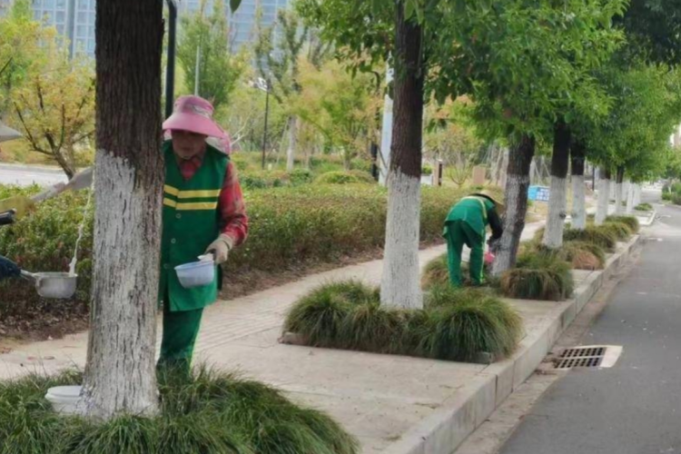 蕲春城管全力做好树木防寒抗病工作