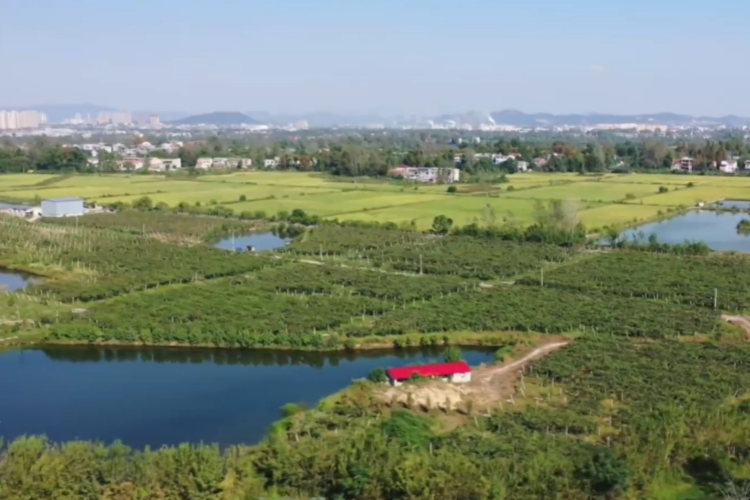 赤东镇田围村：休闲农业发展激发乡村振兴新活力