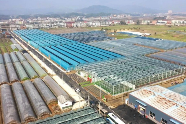 种菜、卖菜，蕲春北部这个村庄玩出了新高度