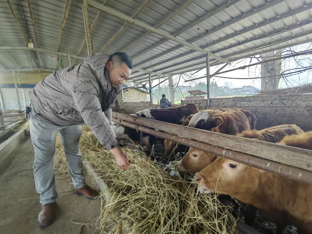 从都市白领到养牛专家，十年坚守，他实现年销售过千万
