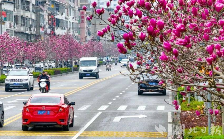 限时绝美！蕲春县漕河镇的这条街上满是花