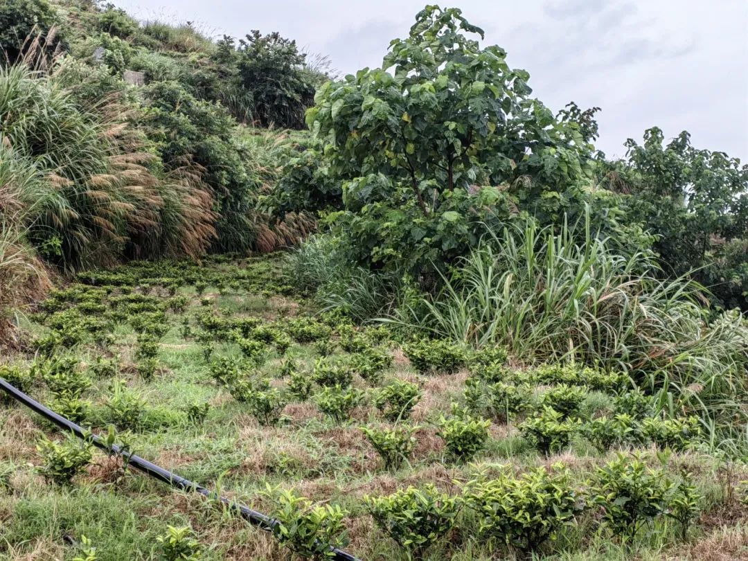 640 (20).jpg /uploads/20250818/b63c55e34789c583658f9e2255a06c4c.jpg