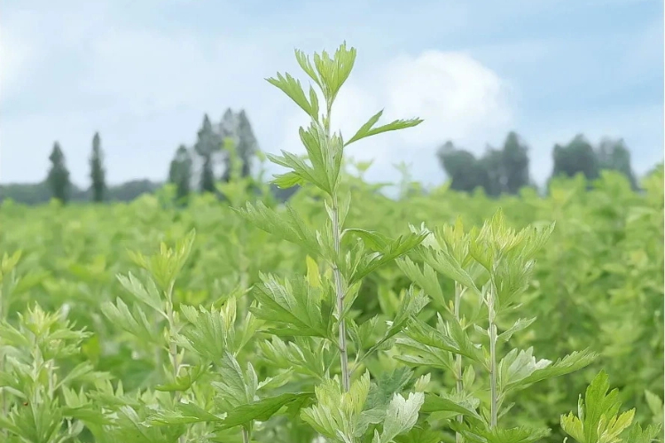 蕲春县刘河镇：深耕蕲艾&ldquo;黄金草&rdquo; 奏响乡村振兴曲