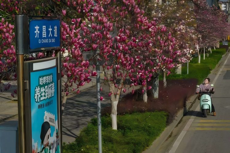 蕲春玉兰开！一城春色 半城花香