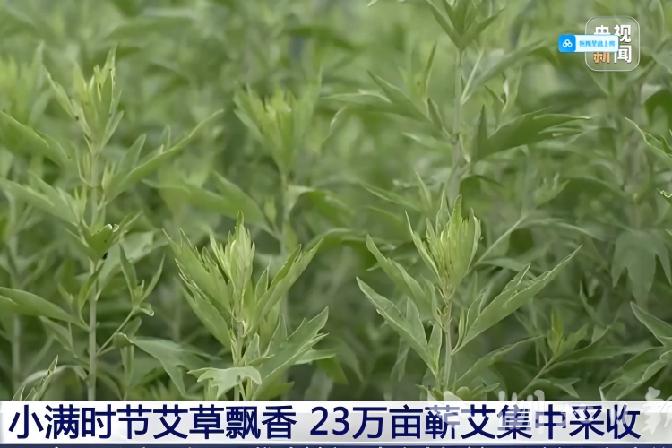 央视再度聚焦蕲春！中国艾都藏不住了